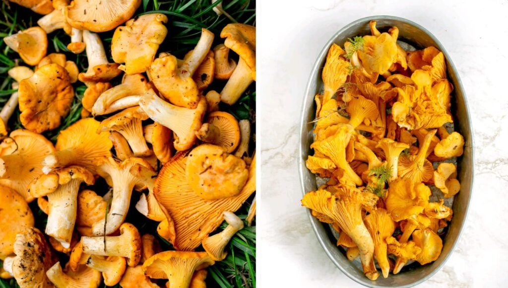 Chanterelle Mushrooms